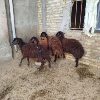 بره نروماده افشار|حیوانات مزرعه|بروجرد, |دیوار