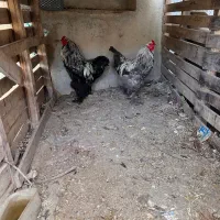خروس برهما درجه۱برای تولید نسل