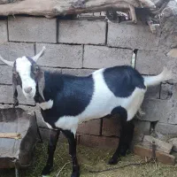 نری جوان