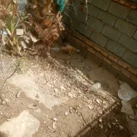 مرغ دشتی|حیوانات مزرعه|ایرانشهر, |دیوار
