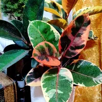 20 عدد گل و گلدان 10 میلیون به انتخاب خودتان