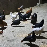 مرغ و خروس|حیوانات مزرعه|ملایر, |دیوار