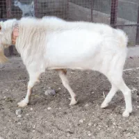 فروش دبر سانن سه ساله بسیار چابک و سرحال