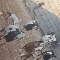 تعدادی بز با کهر و کهر نر و بز ابس فروش یکجا|حیوانات مزرعه|شمیل, |دیوار