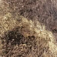 کود حیوانی سوخته