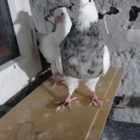 جوجه کبوتر دمبی ،دم سفید ،طوقی