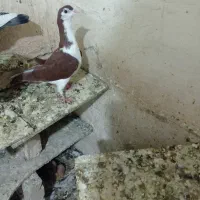 3کبوتر دورگ و رنگی|پرنده|شوشتر, |دیوار