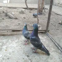 کبوتر|پرنده|اردبیل, |دیوار