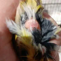 قناری ماده آماده