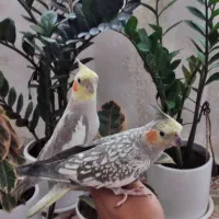 حراج عروس هلندی