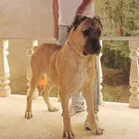 سگ آلابای|سگ|مشهد, باغستان|دیوار