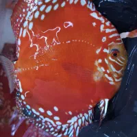 دیسکس رد ماربارو تاپ گرید