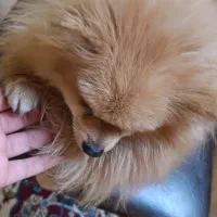 پامر خرسی|سگ|اصفهان, ناصرخسرو|دیوار