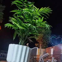 تعدادی فنچ فروش باهم