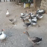 غاز|حیوانات مزرعه|بروجرد, |دیوار