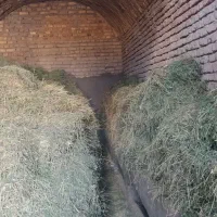 یونجه (بیده)|عمدهفروشی|تربت جام, میان جام|دیوار