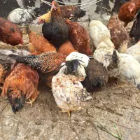 عروسک مرغ و خروس|اسباب‌بازی بچه|اردبیل, |دیوار