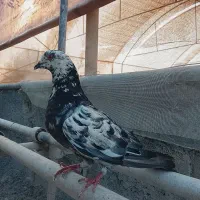 کفتر|پرنده|رودان, |دیوار