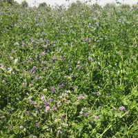 یونجه خالص پرس