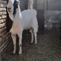 نری گلابی|حیوانات مزرعه|رفسنجان, |دیوار