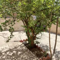 ویلای دربست