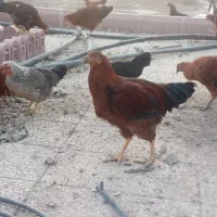 ده تا خروس محلی مشتی