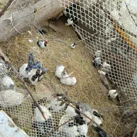 300کوچک400بزرگ