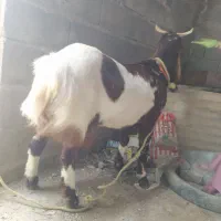 بز پاکستانی آبستن