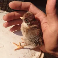 جوجه مرغ و خروس. بلدرچین خروس لاری