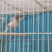 قناری نر سیاه سفید