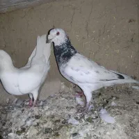 المانی و راعبی