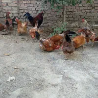 مرغ گلپایگان