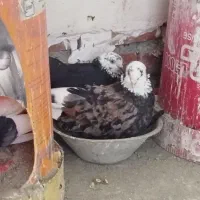 یک جفت کبوتر خاص