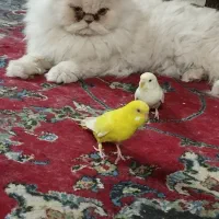 مرغ عشق دستی گم شده ناجی اباد