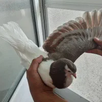 کفتر صده چپ فولادی