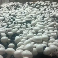 کمپوست قارج دکمه ای آماده بذرپاشی شده|عمدهفروشی|دزفول, |دیوار