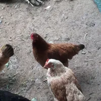 فروش مرغ محلی