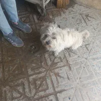 سگ سفید دزدیده شده