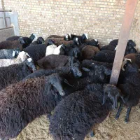 بره نره ماده|حیوانات مزرعه|تاکستان, |دیوار