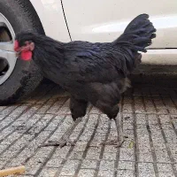 دوتا خروس جوان