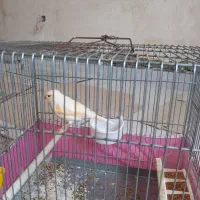 ماده قناری