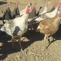 بوقلمون نر و ماده فروشی|حیوانات مزرعه|دهگلان, |دیوار