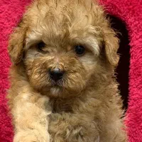 توی پودل فرفری