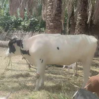 فروش گاو جوان