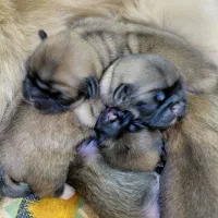 پیکینیز تبتی امپریال