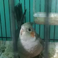 جوجه‌عروس‌هلندی‌۲۰روزه