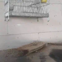 سره نر|پرنده|اصفهان, جلوان|دیوار