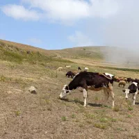 گاو نر و ماده تلیسه سیمینتال اصل