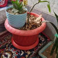 گل و گیاه|گل و گیاه طبیعی|قم, نیروگاه|دیوار