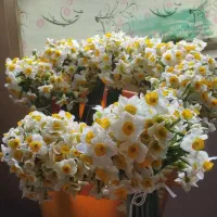 گل نرگس درجه ۱